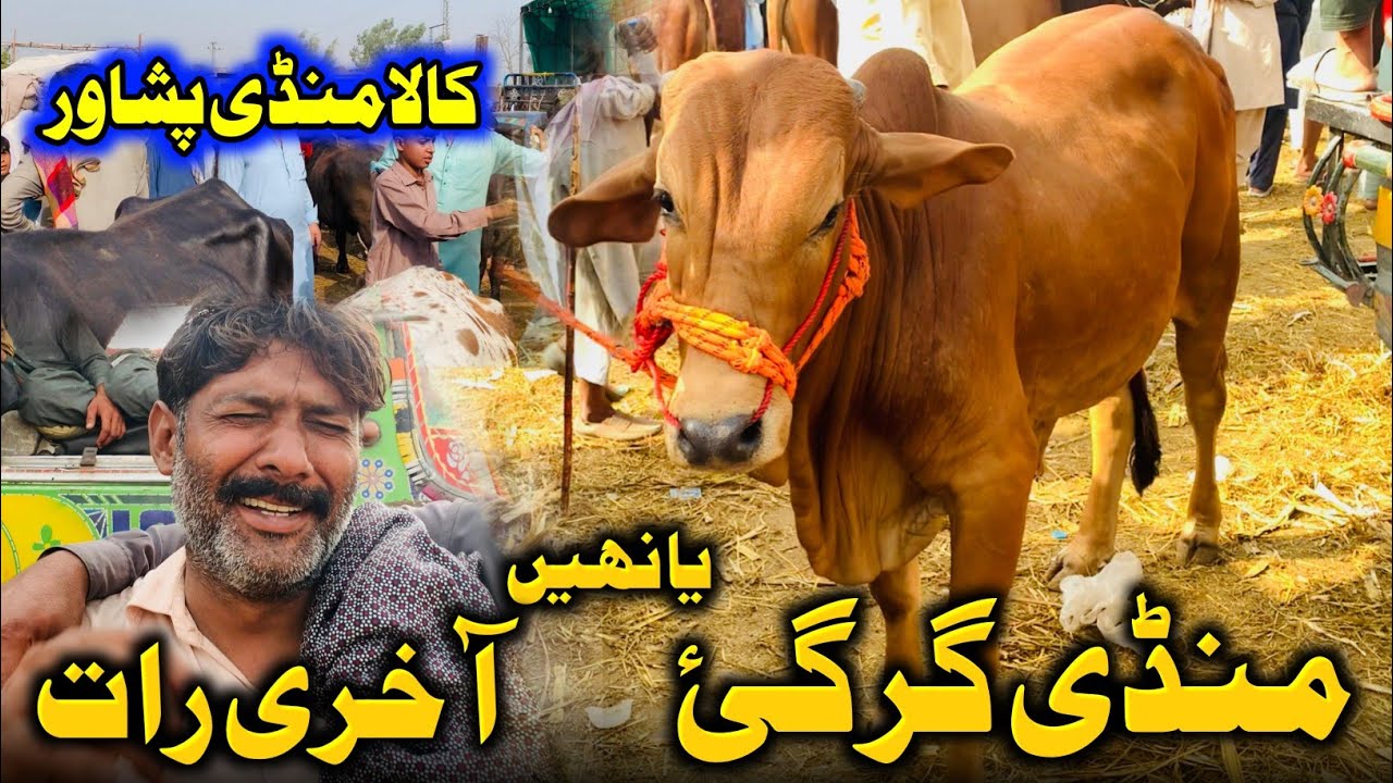 Mandi Gir Gayi Kya ??? | Season 2025 ka Akhri Vlog 🥺 | Kala Mandi Peshawar Today Updates