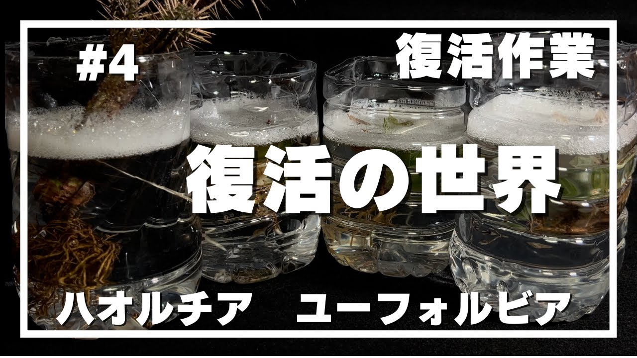 【復活】#4 _復活の世界／ハオルチアとユーフォルビアの復活作業