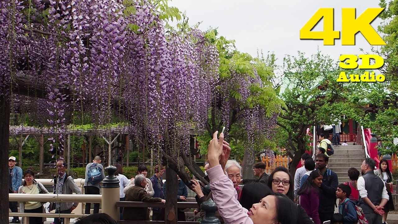 TOKYO.| 亀戸天神　藤まつり.| Wisteria Festival at Kameido Tenjin Shrine 2018. [ 4K ]