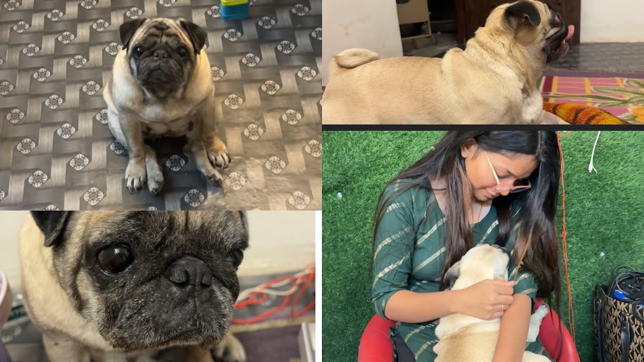 Pug ke saath thoda sa pyaar aur bahut saara sukoon 🤍🐾