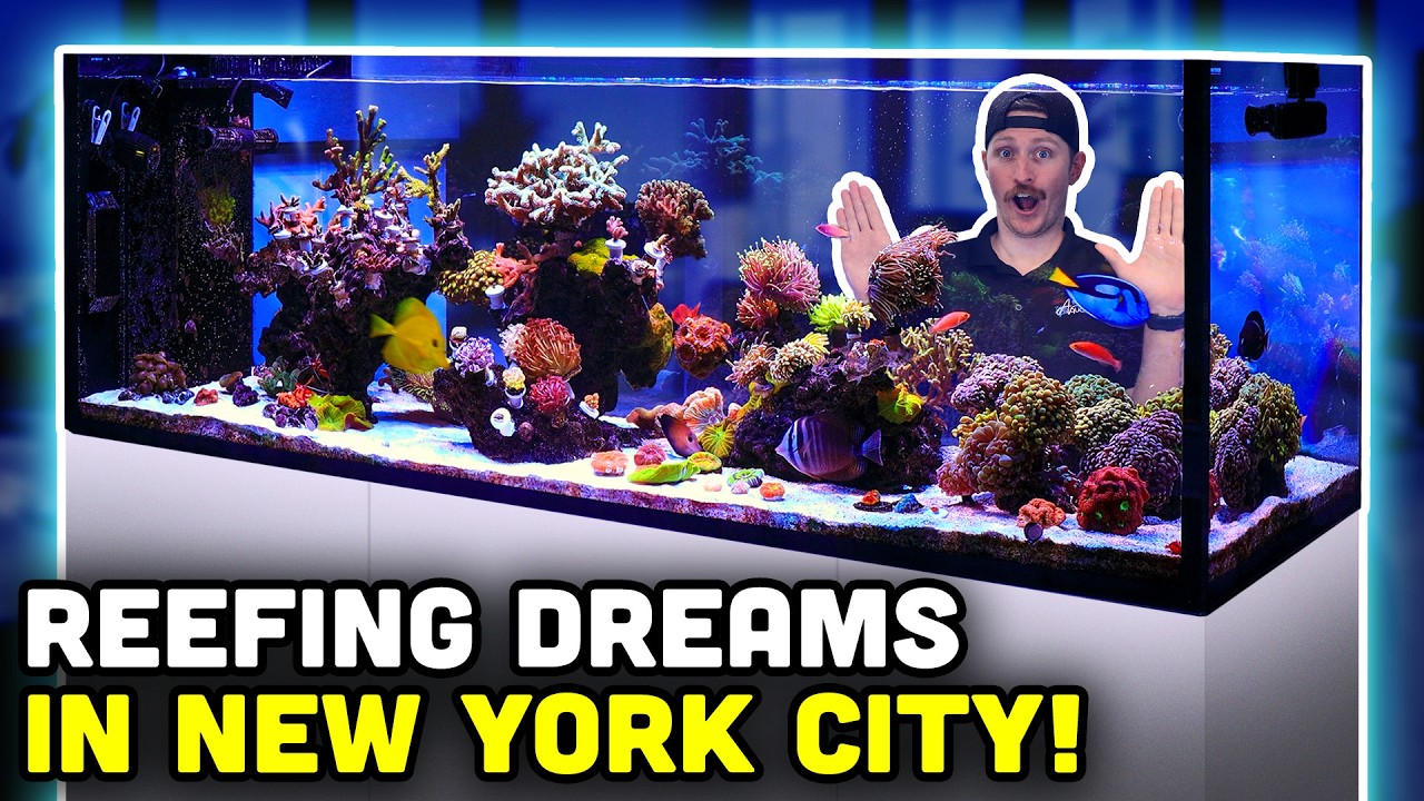This Highrise Aquarium is the CLEANEST Peninsula You'll Ever See! Tank Tour!