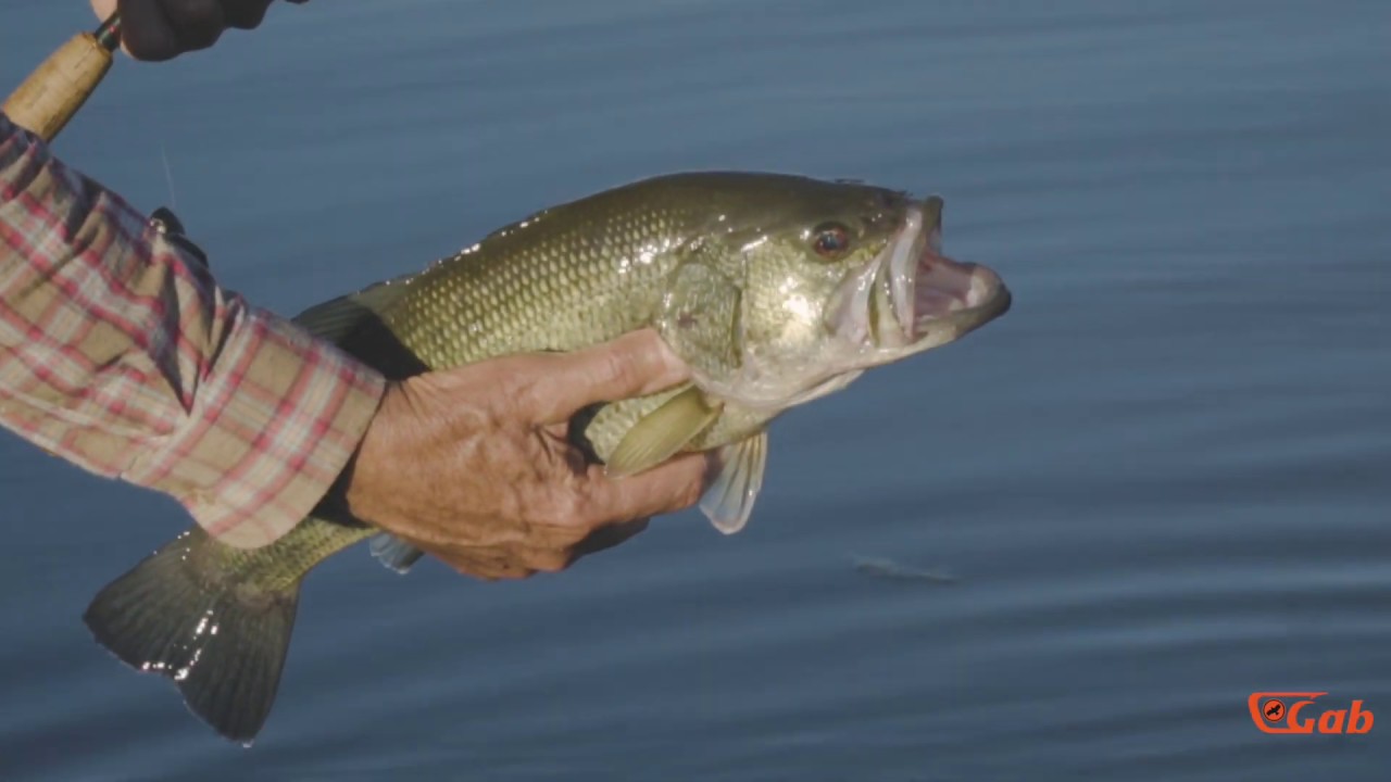 Montaje de Drop Shot - Knoten y Finnesfischen