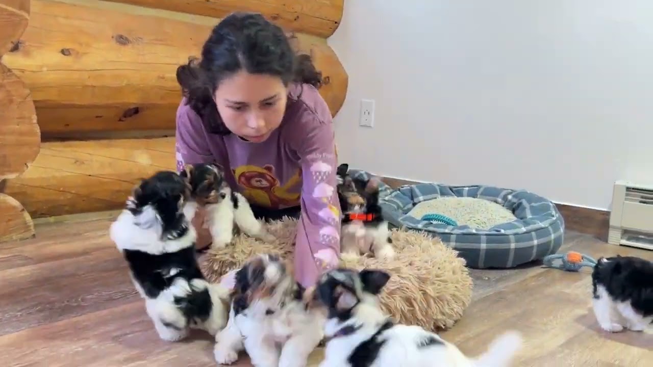 Rocky Mountain Biewer Terrier Puppy Video