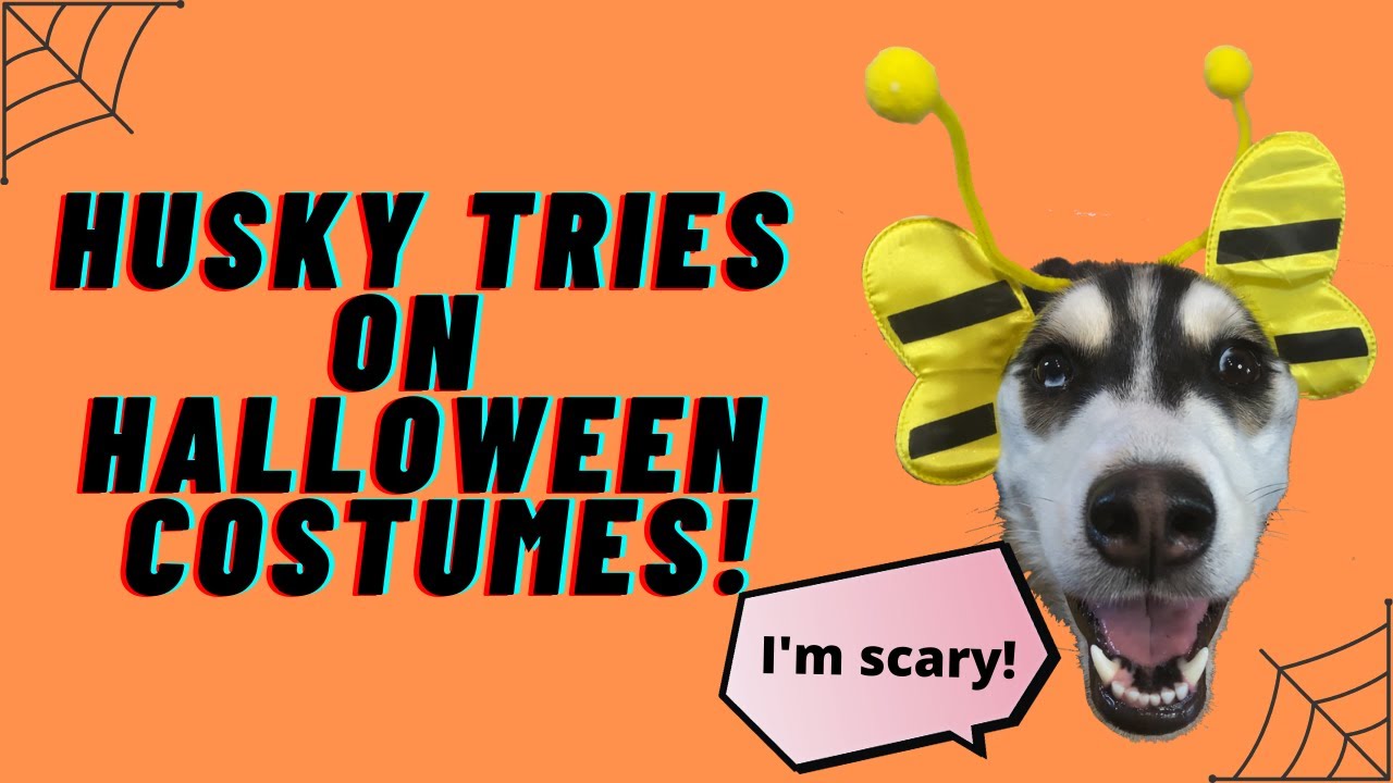 MAYA TRIES ON HALLOWEEN COSTUMES (SUBTITLES) | MAYA HUSKY
