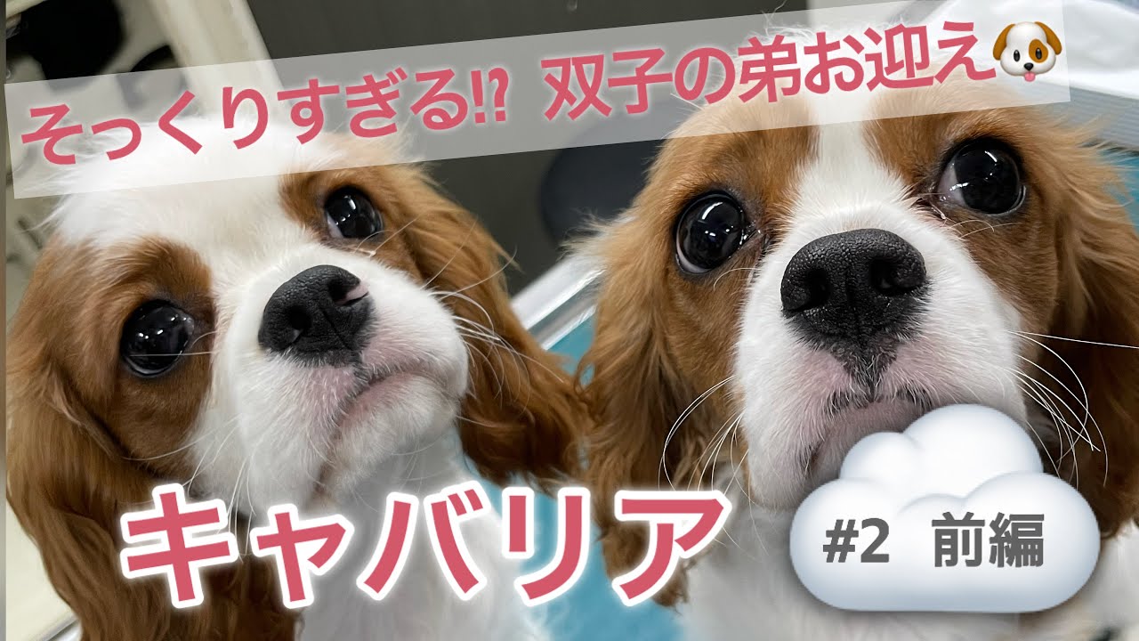 【多頭飼い】迷ってる方必見！キャバリアを多頭飼いして分かったこと🐶✨No.2 #キャバリア #多頭飼い #子犬