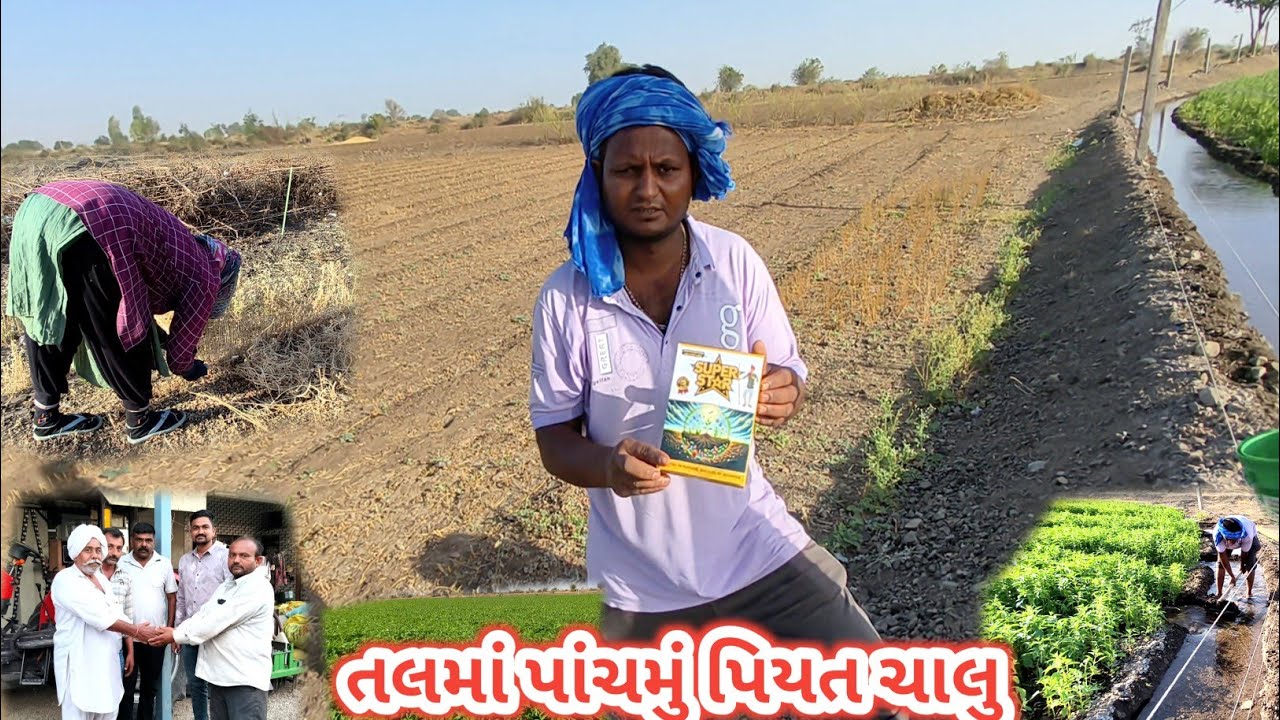 તલમાં સુકારા માટે બેક્ટેરિયા પાંચમુ પિયત ચાલુ | Jitesh Sakhreliya Vlogs 