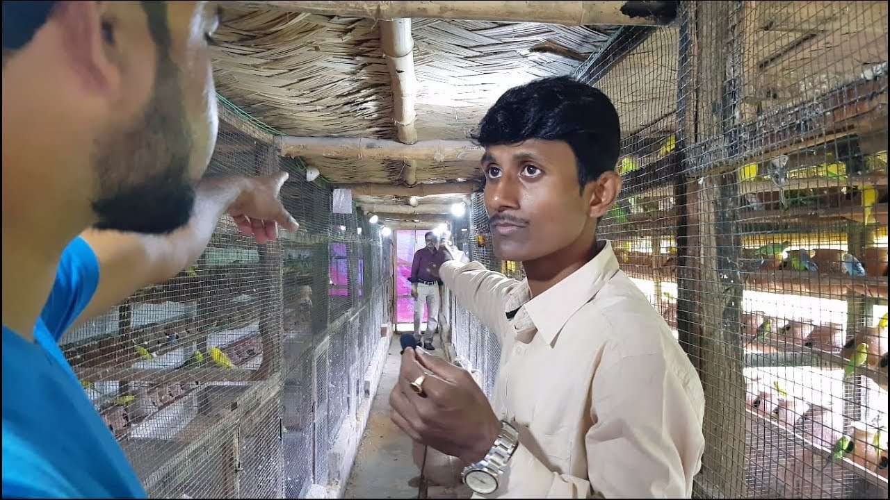 Budgies Parrot Winter Breeding Care / Tips From 700 Pair Budgies Breeding Colony Owner.