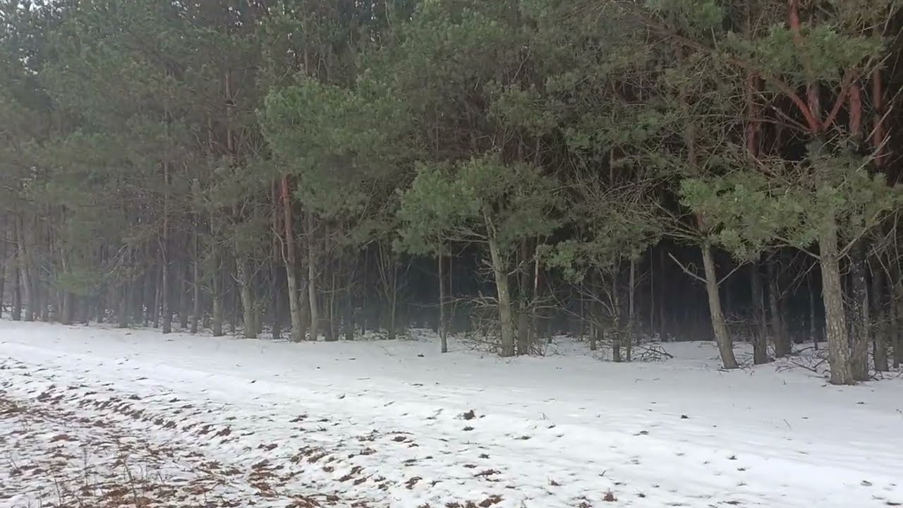 Winter Walk to the Forest