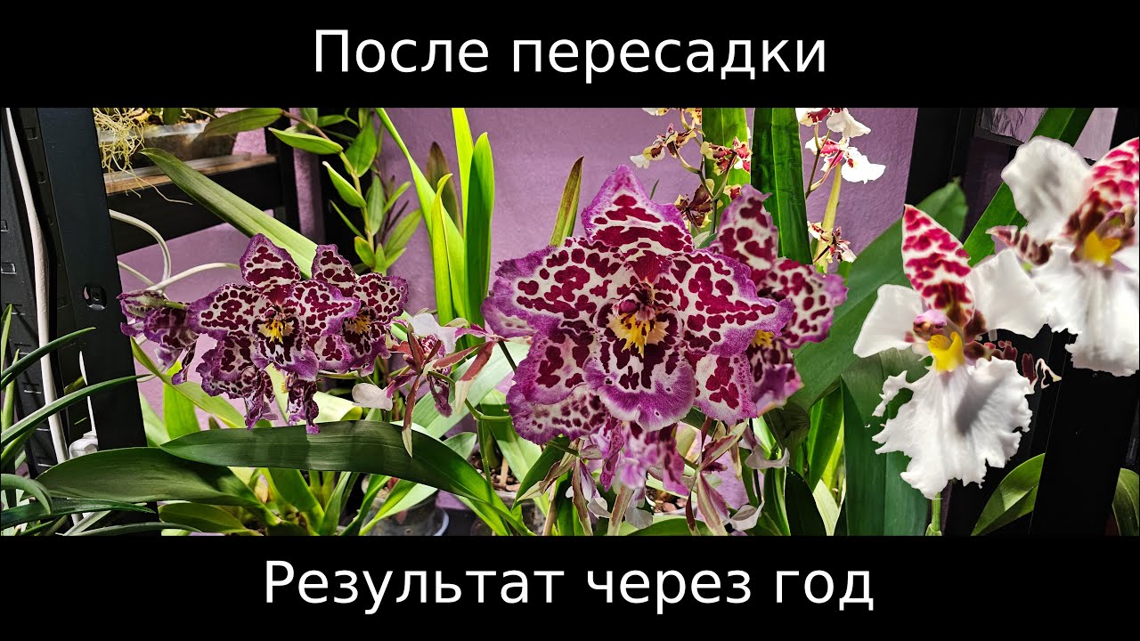 Odontoglossum, Rhynchostele, Aliceara — итоги пересадки спустя почти год
