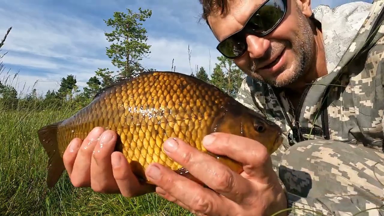 Золотой карась (Carassius carassius).  Рыбалка на поплавочную удочку  21 июля 2024г.