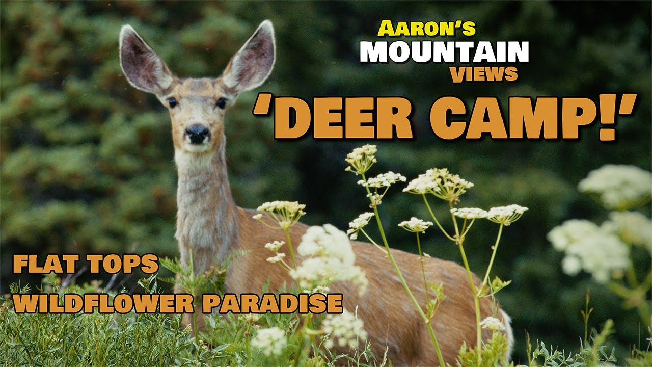 Wildflowers & Deer Camp  - Colorado Flat Tops Videography 4x4 Adventure (Part 2)
