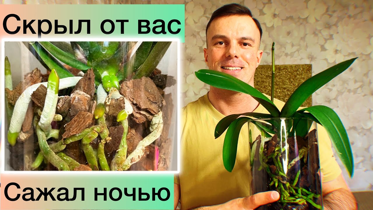 Посадил ТАК и КОРНИ ПОПЕРЛИ! Работа над ОШИБКАМИ при ПОСАДКЕ ОРХИДЕЙ! Пересадил заново…