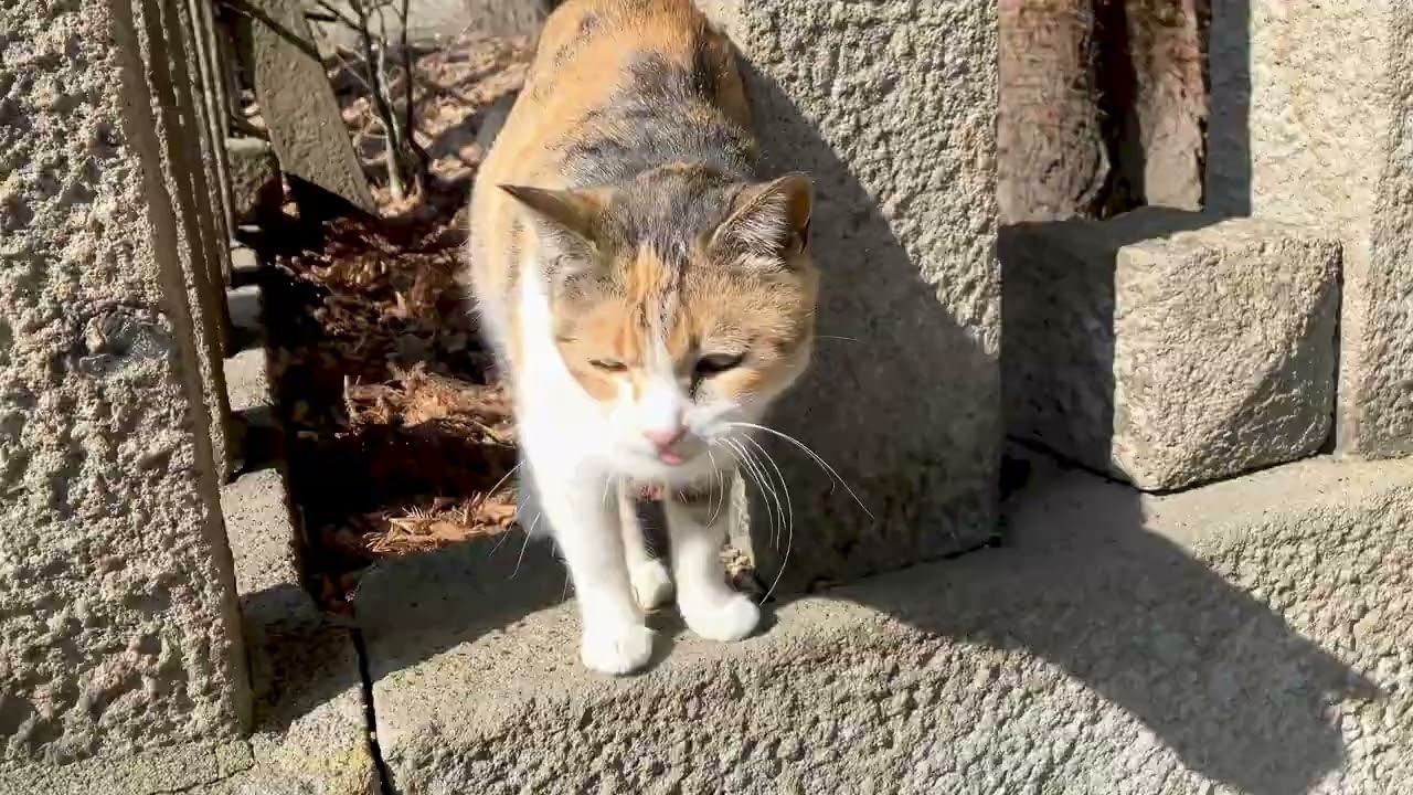 人懐っこい三毛姉妹の片割れ