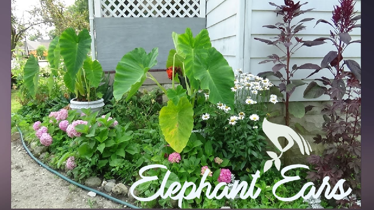 Garden : Spring is close / How I'm Starting My Elephant Ear Bulbs to save space