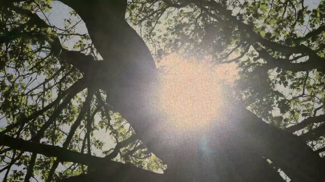 Official Video: American Beauty (Arr. for Orchestra by David Le Page) with David Gordon