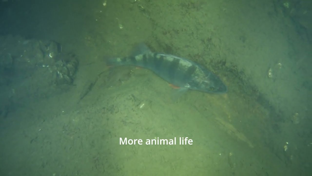Submarine Wildlife