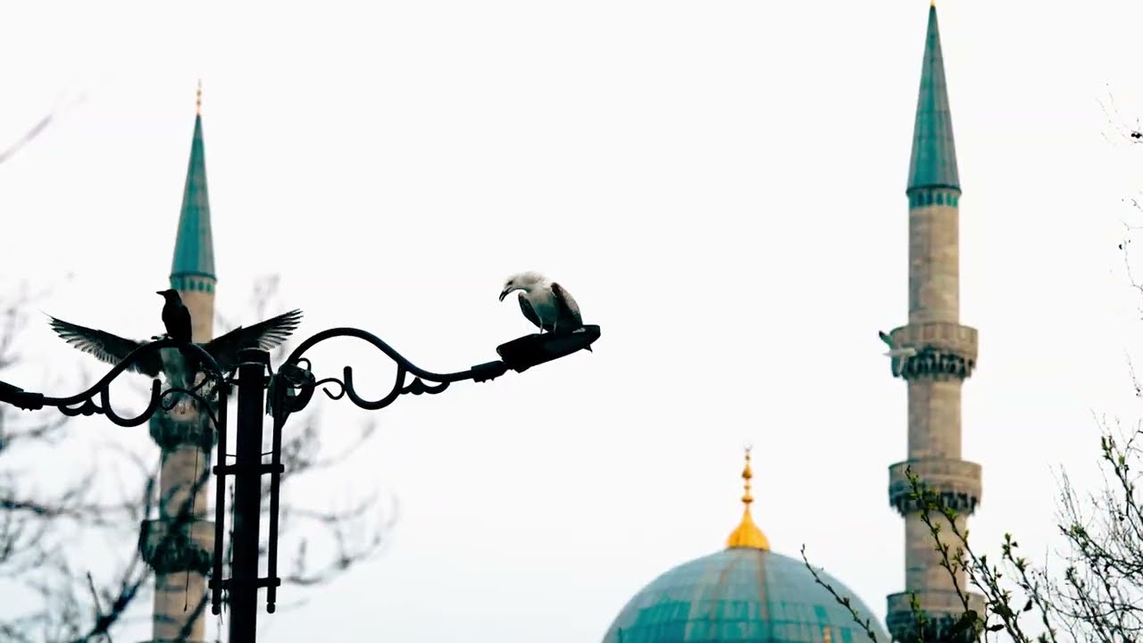 Winter Birds LUTs Pack 🐦❄️ | Cinematic Color Grading for Bird & Wildlife Videos