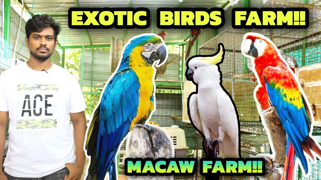 தஞ்சாவூரில் இப்படி ஒரு பண்ணையா!? | Exotic birds farm in tamil | Macaw farm in tamil| Best Birds farm