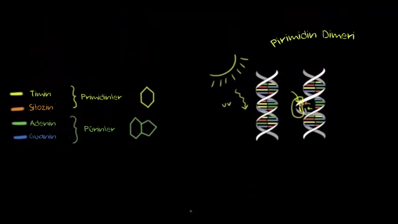 DNA Onarımı – 2 (Fen Bilimleri) (Biyoloji)