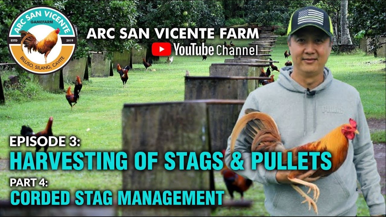 Episode 3: Harvesting of Stags and Pullets - Part 4: Corded Stag Management