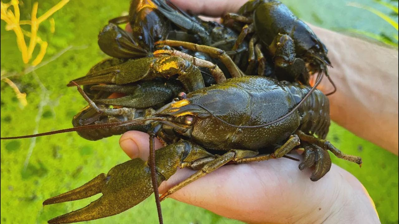 ¡Cazando langostinos en un pantano olvidado y preparando brochetas deliciosas!