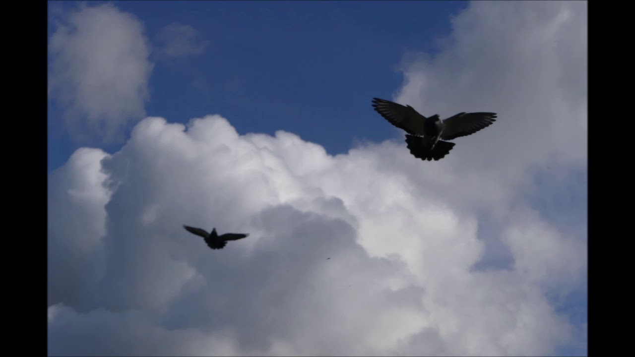 Buchon Balear / Dutch Balear 55