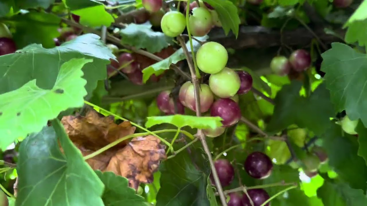 Muscadine Update 2025