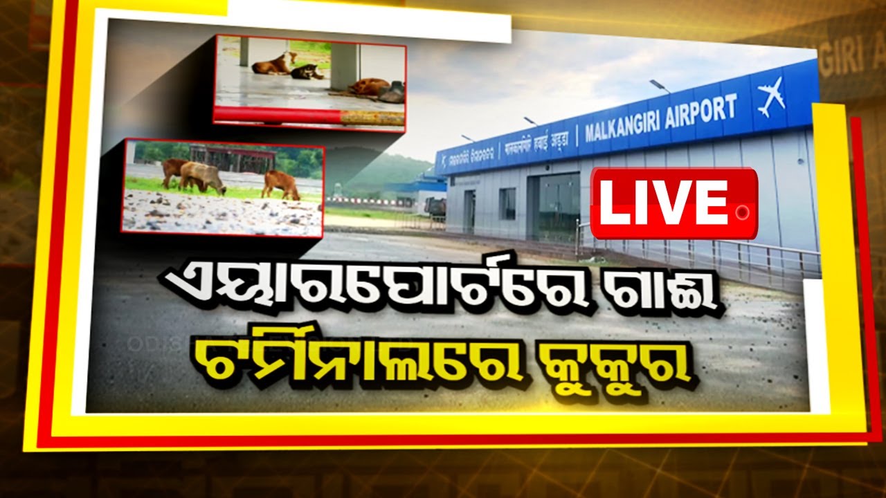 🔴Exclusive | ଗୁହାଳ ପାଲଟିଛି ବିମାନବନ୍ଦର ! | Dog | Cow | Airport | Malkangiri | Heavy Rain | OTV
