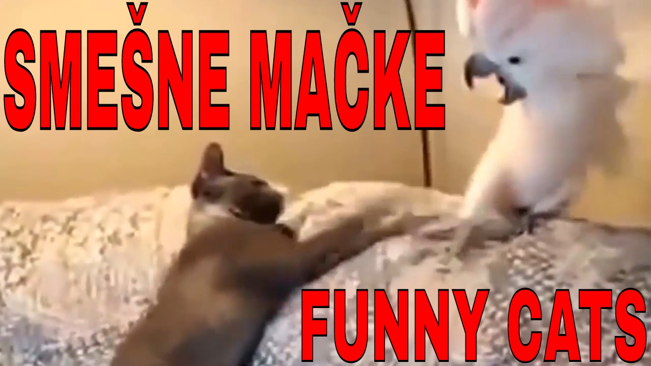 Sme&scaron;ne mačke 😂 Kompilacija sme&scaron;nih mačaka 2017 😜  Najbolji sme&scaron;ni video sa mačkama!
