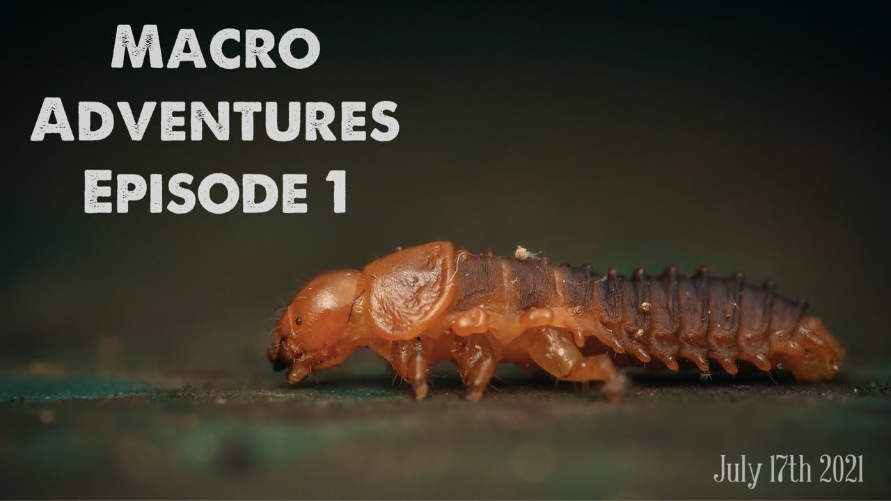 Macro adventures episode 1