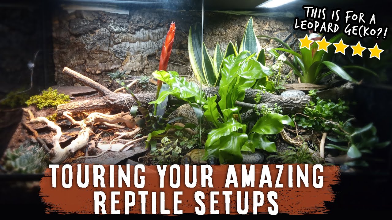 Reacting To Your Amazing Leopard Gecko & Crested Gecko Setups!