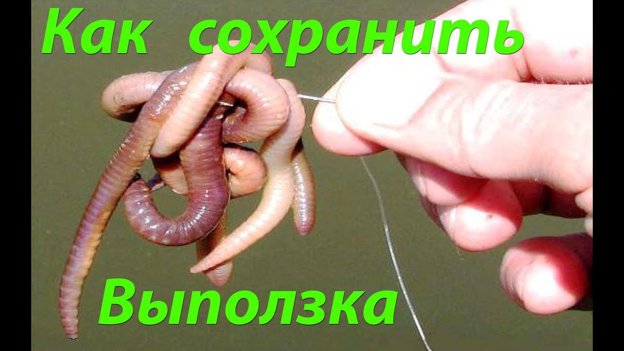 Как сохранить выползка. Простой способ