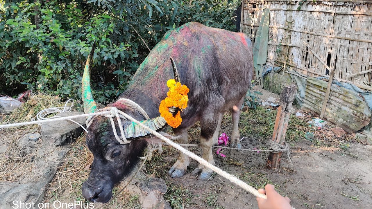 মাওলানা বজলুল করিম মন্দাকিনী(রঃ)বার্ষিক ওরশ শরীফের হাদিয়া নিয়ে যাওয়ার সময়। 🥰২০২৪..