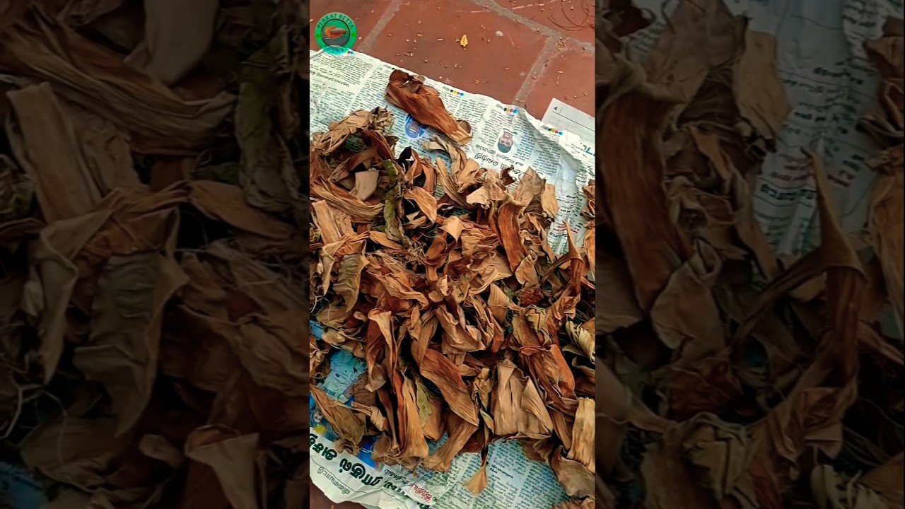 Dry leaves😍 banana leaf Setup 😱 