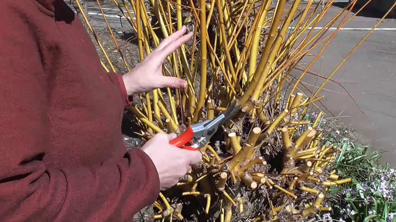 Pruning coloured stems -  Willow - Salix alba var. vitellina 'Britzensis'