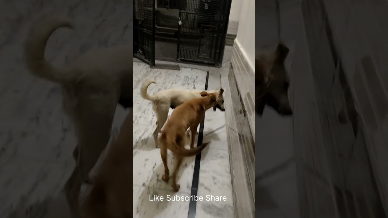 Most playful fight of street dogs Jimmy vs Sheelu 