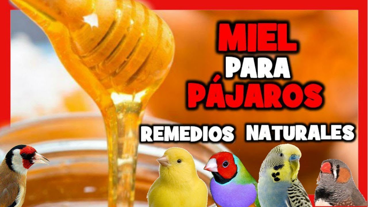 Мед для канареек и птиц 🐤 Природные средства для птиц