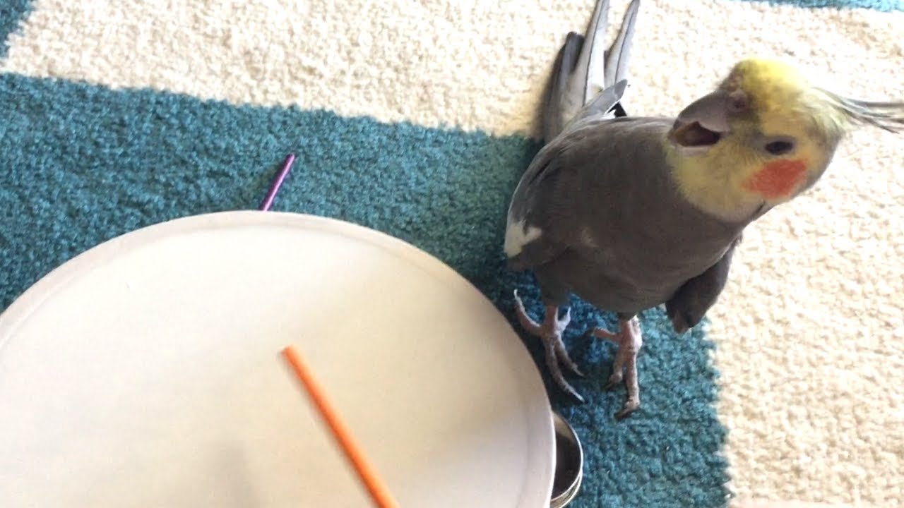 Cockatiel plays the tambourine