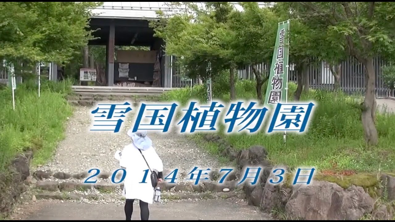 131 上信越 雪国植物園7月 2014年7月3日 - 生物多様性体験保全センター 高山植物を主とした野生植物の映像集