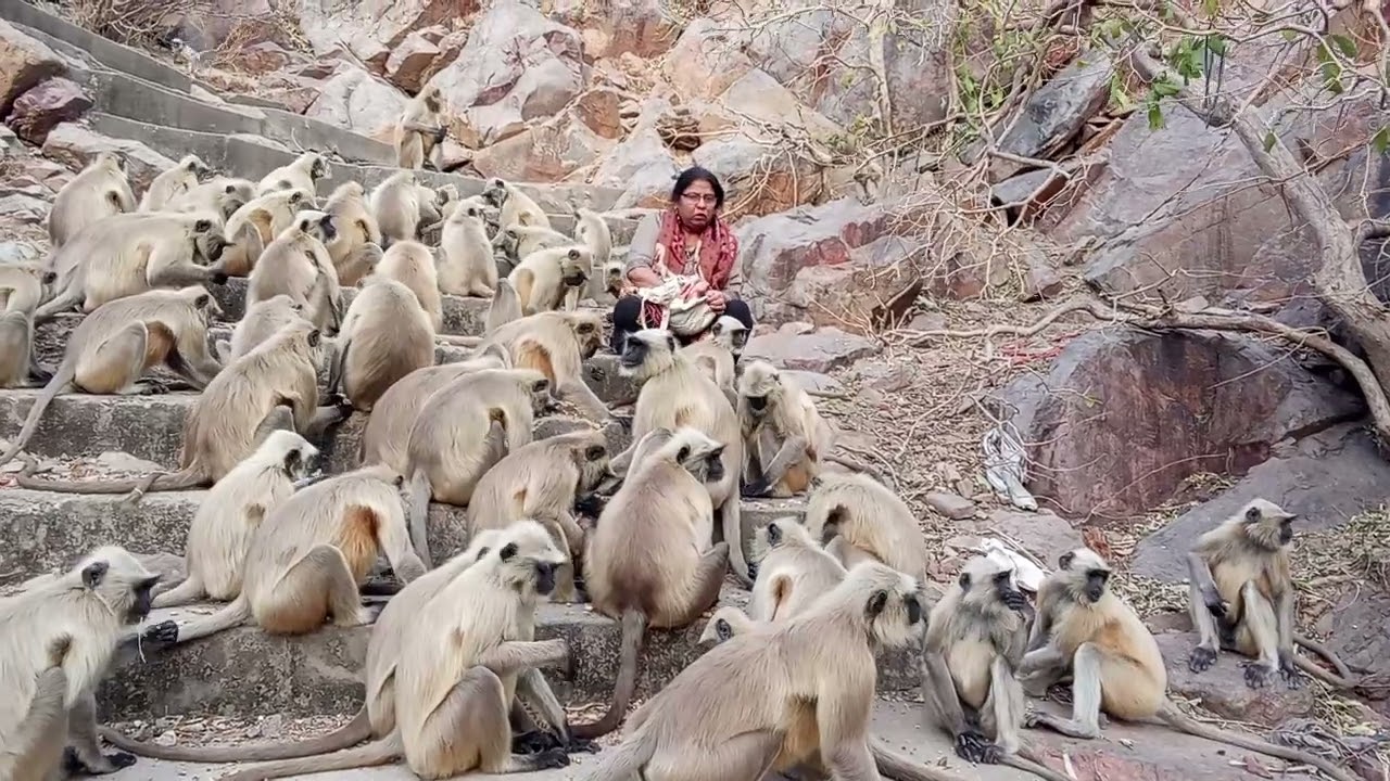 Lovely monkeys in mountain area.