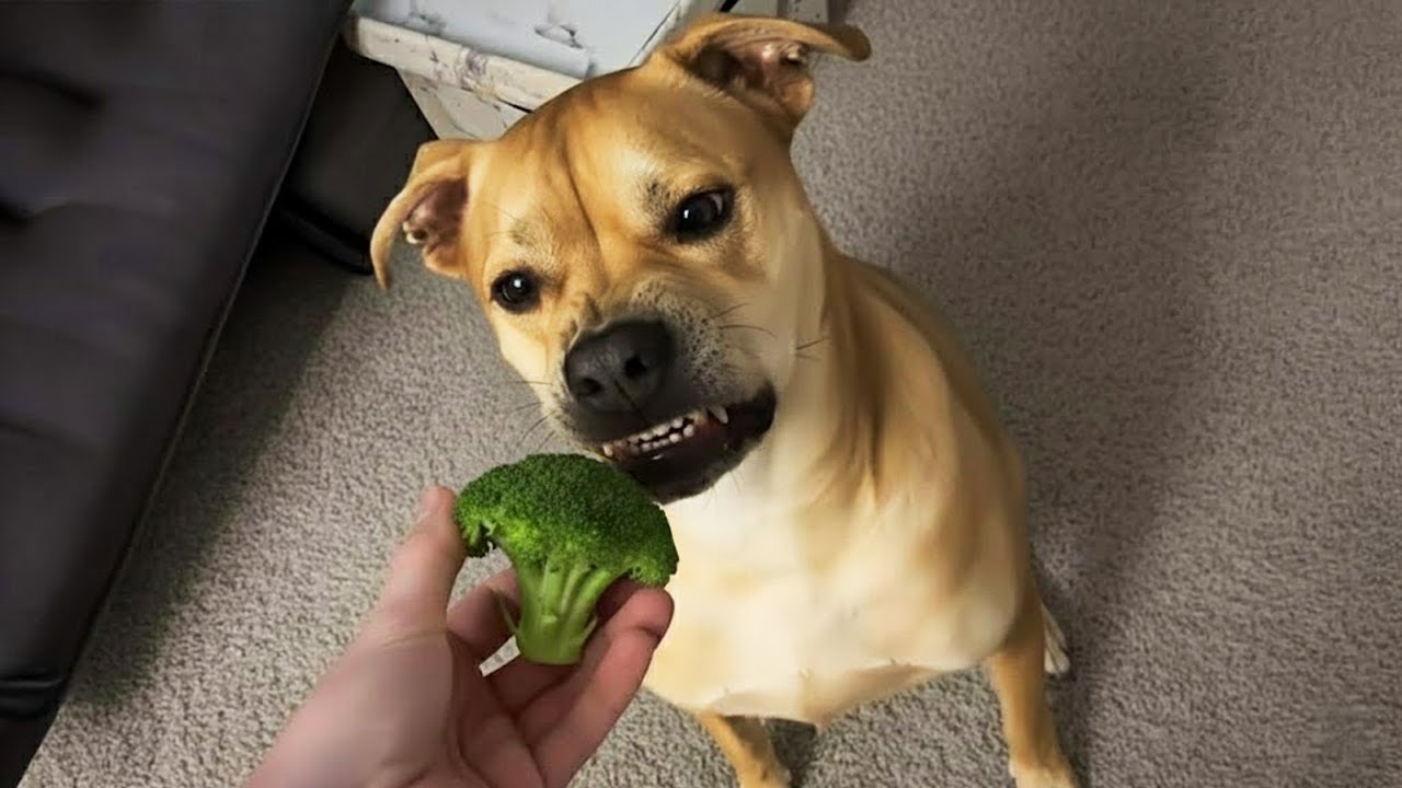 Los Perros M&aacute;s Dram&aacute;ticos que Merecen un &Oacute;scar 😁 Videos de Perros Graciosos