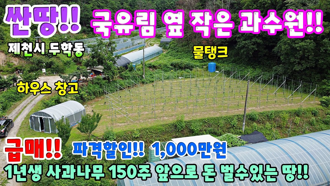 650. 싼땅!! 사과과수원 하우스창고 등 시내에서 농막놓고 농사짓기 좋은 저렴한 땅 귀농귀촌 추천토지 제천시 두학동토지 제천토지매매 제천부동산 제천전원주택매매