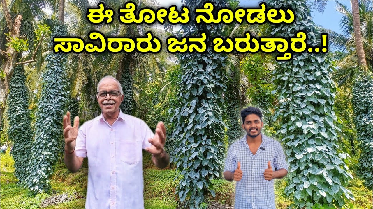 ತೋಟವನ್ನು ಹೇಗೆ ನೋಡಿಕೊಳ್ಳಬೇಕು..?  ಶ್ರೀ ಸುರೇಶ್ ಬಲ್ನಾಡ್ ರಿಂದ ಮಾಹಿತಿ.