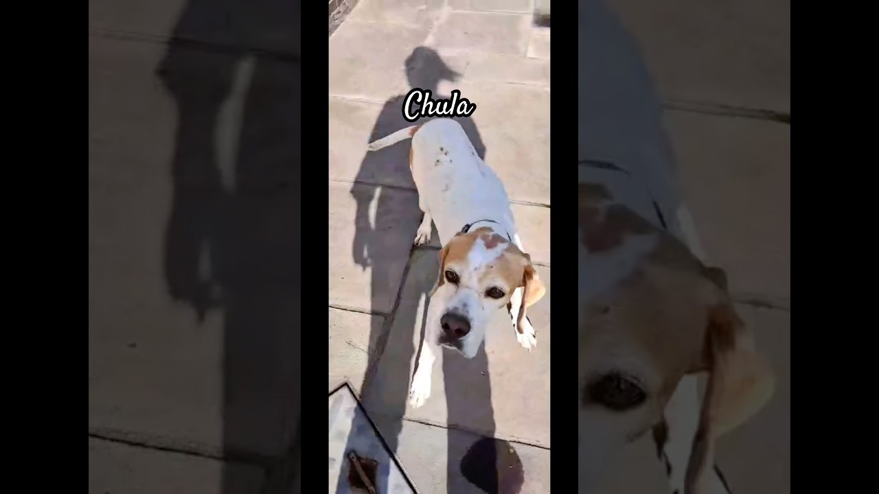 🩷Chula showing you her garden sprints and happy zoomies