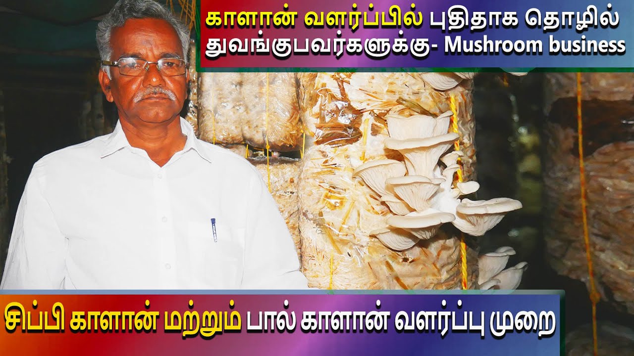 காளான் வளர்ப்பு முறை மற்றும் குடில் அமைப்பு | Mushroom Cultivation Training