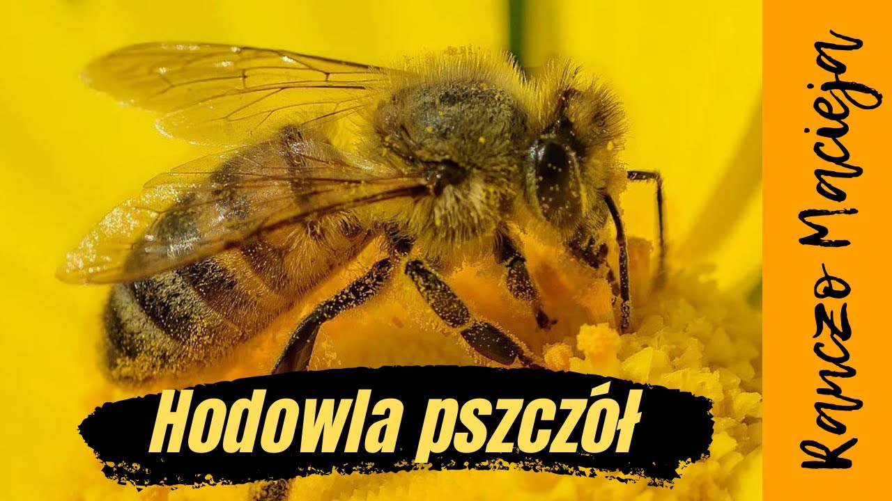 Podstawowa wiedza o pszczołach - co i jak na wiosnę? Hodowla pszczół #111