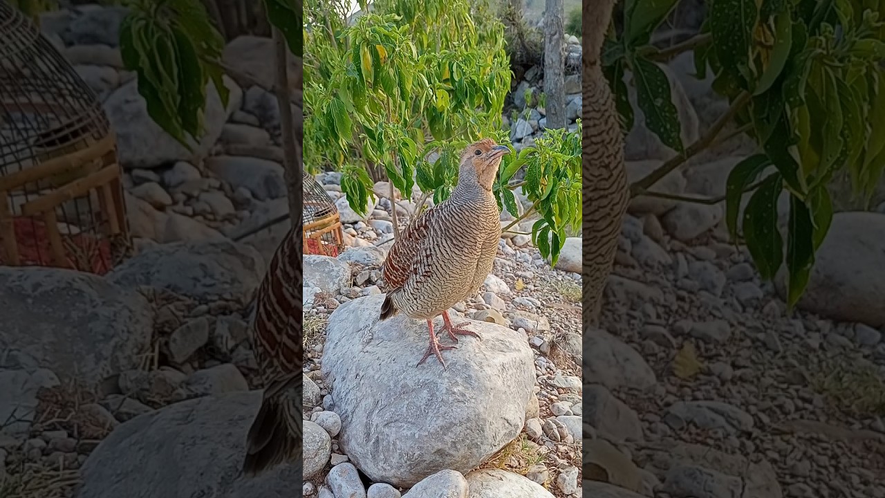 Original Teetar Sound for Calling | Wild Partridge in Action