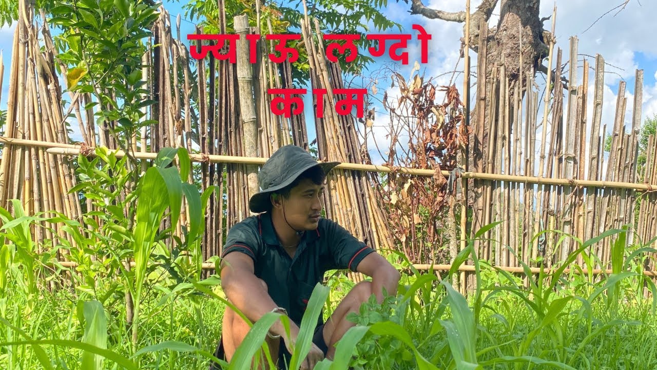कोदो गोदमेल गर्दै (Boring work)🥱😑