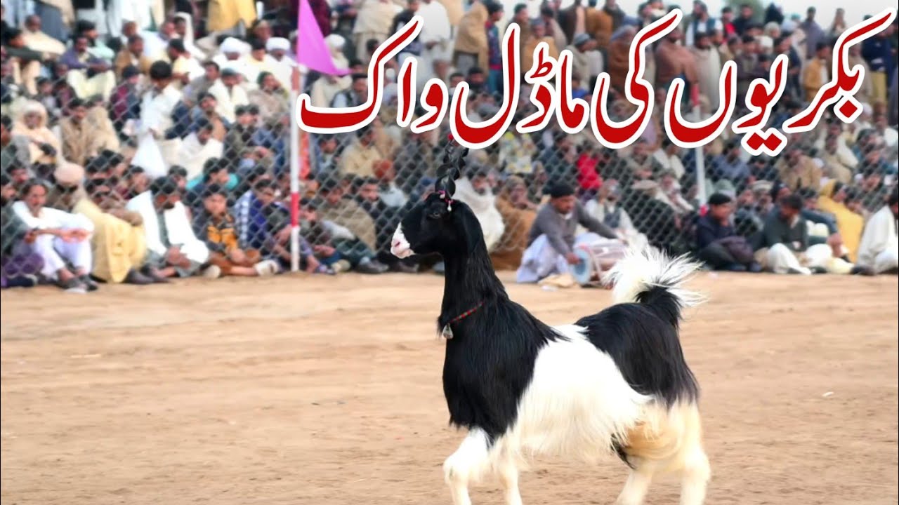 Bakrion Ka Mela Goat Festival ll Chakwal Kallar Kahar Walana Village