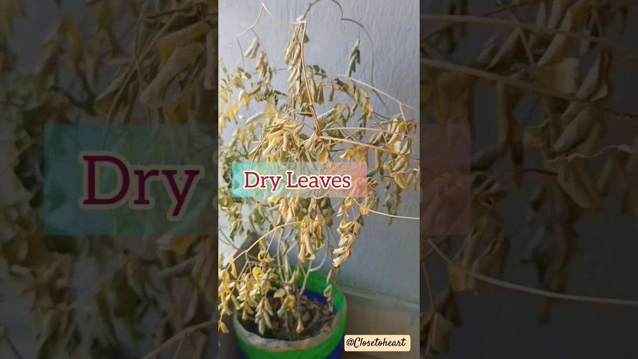 How To Revive Your Dying Plant # SAVE A DYING PLANT: Tips/Hacks # How To Stop Common Plant problems